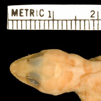 Media type: image;   Herpetology R-46804